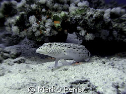 A very territorial male Speckled Sandperch (parapercis he... by Marko Perisic 